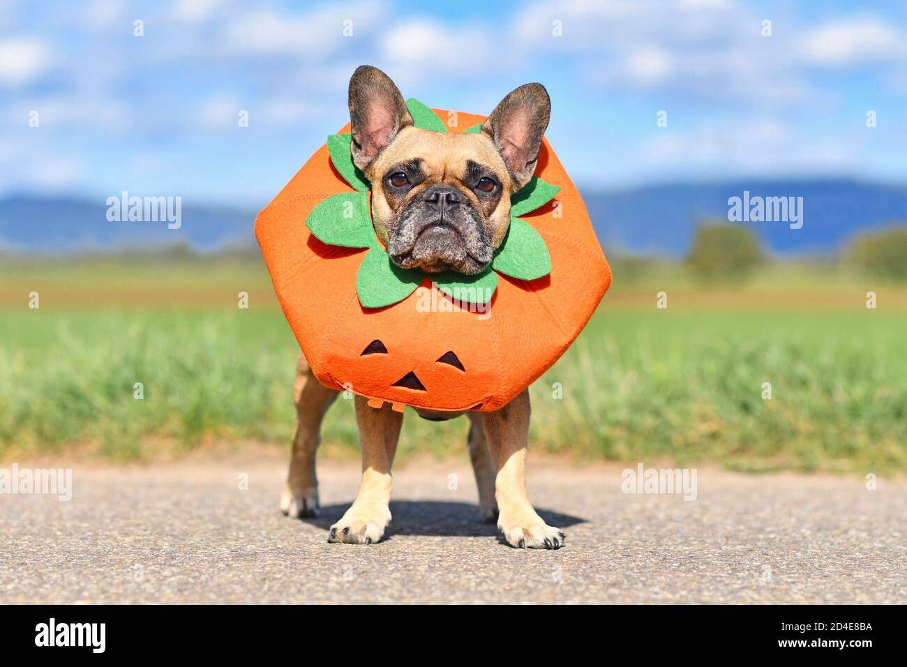 Spooktacular Safety Tips for Celebrating Halloween with Your Pup-kin –  Frenchie Bulldog