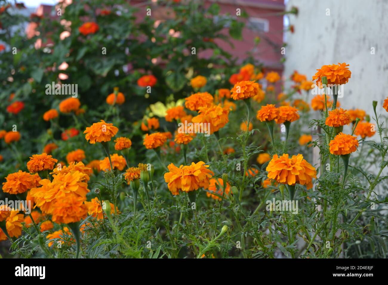 marigold flowers in garden Stock Photo Alamy