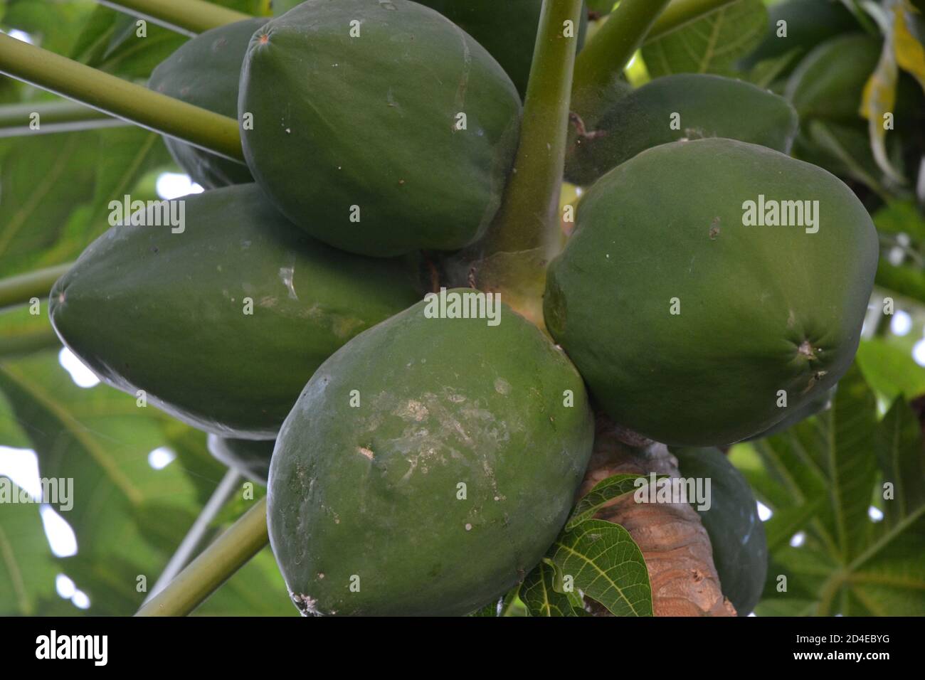 Green raw papaya fruits in its tree. Stock Photo