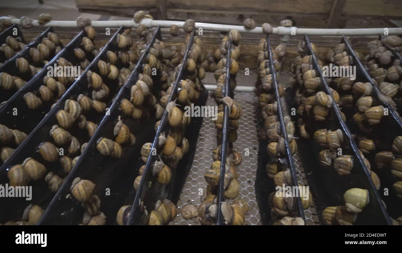 Snail farm, growing snails, snails closeup. Organic molluscs growth