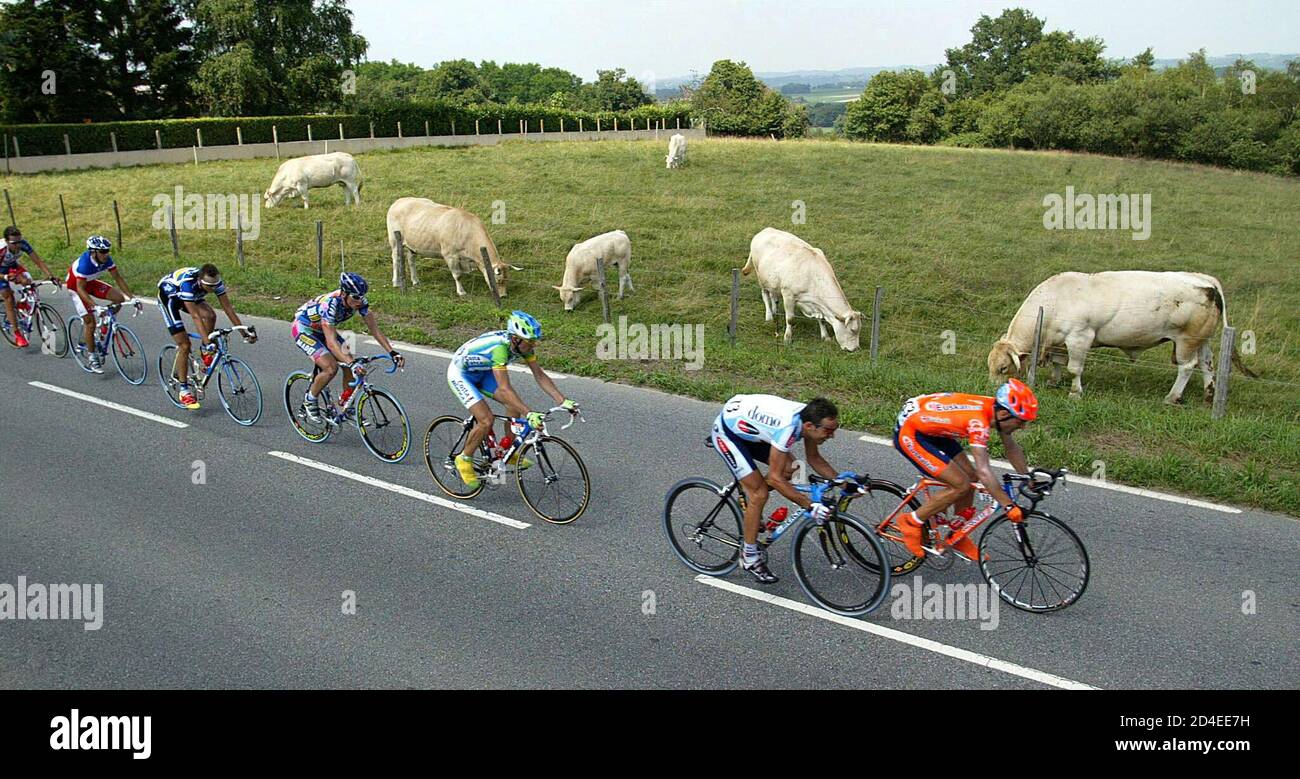 REPEATING AS UNCROPPED VERSION - The Tour de France riders pass a herd of cows during the 147km tenth stage from Bazas to Pau July 17, 2002. Jean Delatour team rider Patrice Halgand of France won the stage and Once team rider Igor Gonzalez Galdeano of Spain retained the race leader's yellow jersey. REUTERS/Eric Gaillard  JNA/AA Stock Photo