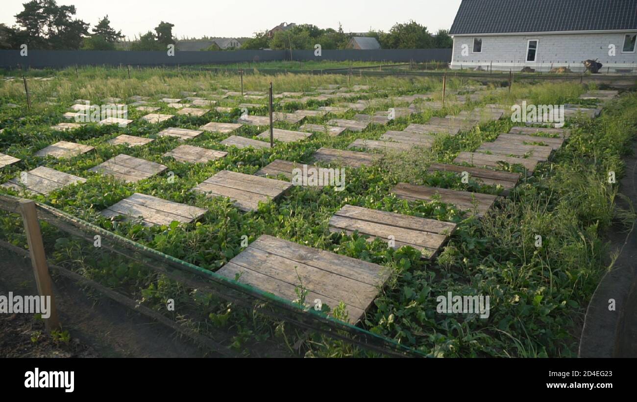Helix Aspersa Muller, Maxima Snail, Organic Farming, Snail Farming