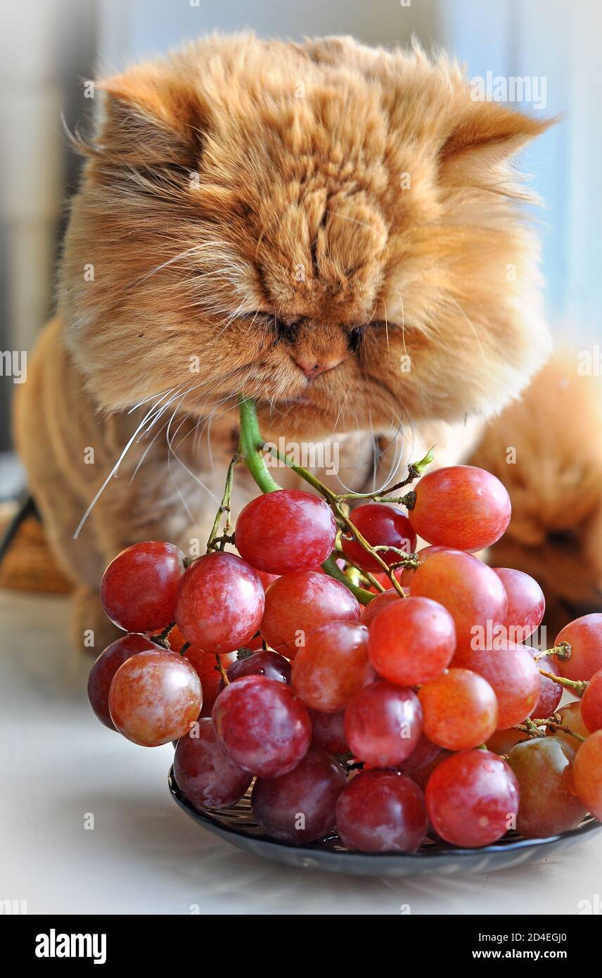 Red funny Cat eating red grapes on windowsill Stock Photo - Alamy Red funny Cat eating red grapes on windowsill Stock Photo - Alamy
