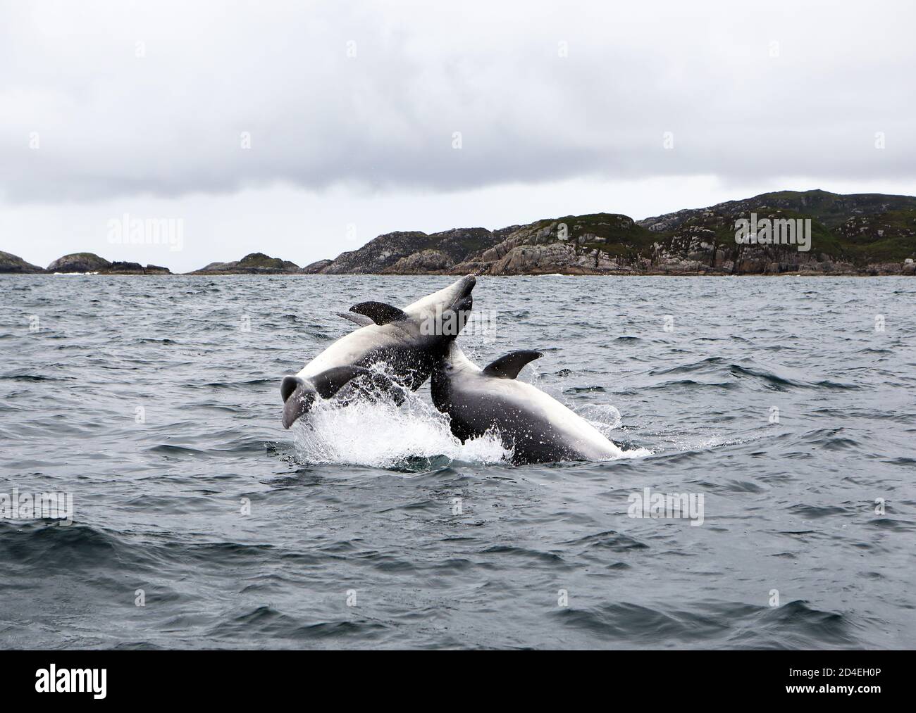 Bottlenose Dolphins breaching off the coast of the Isle of Mull in the Inner Hebrides of Scotland Stock Photo