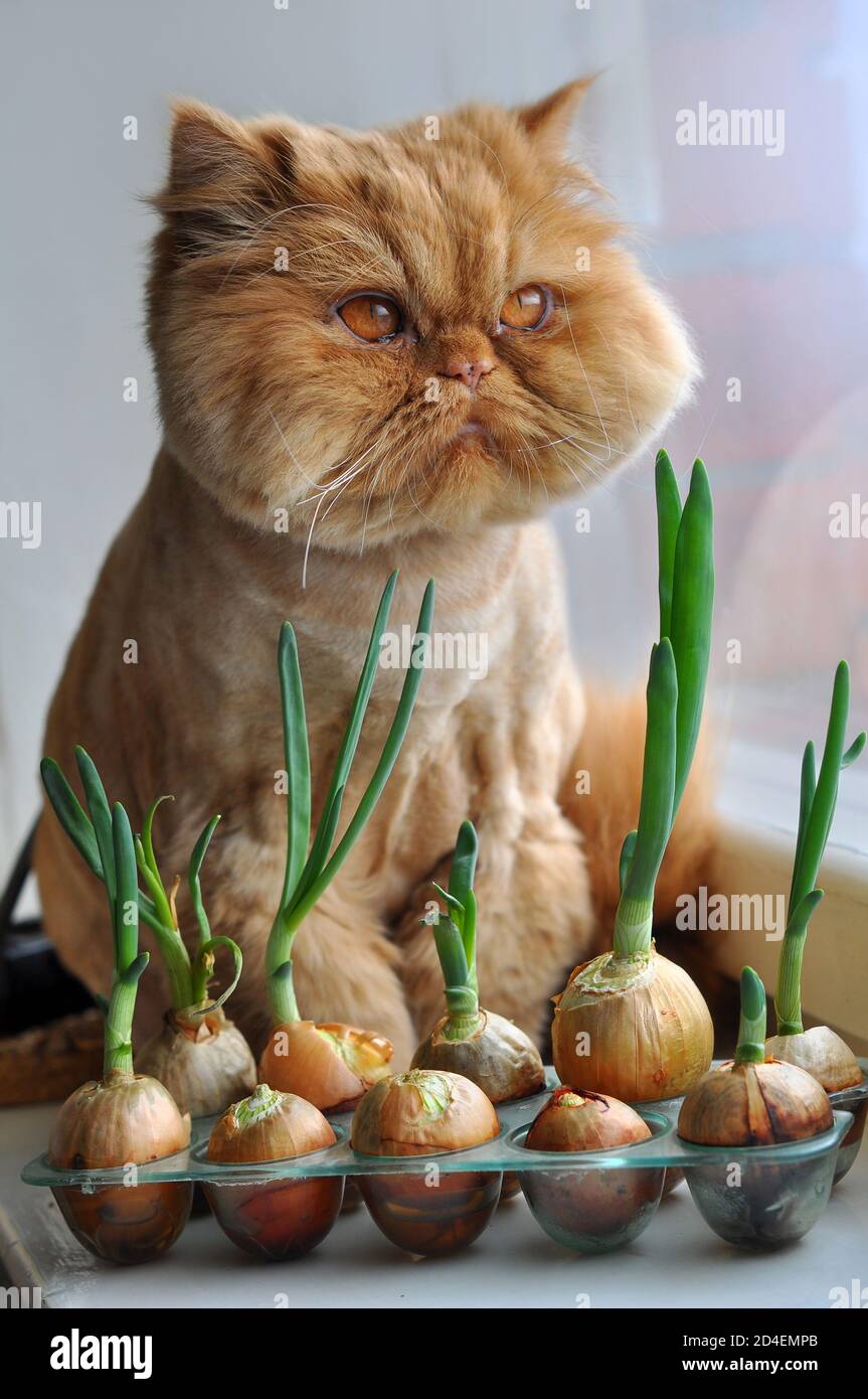 Funny red cat is sitting with green onions Stock Photo Alamy