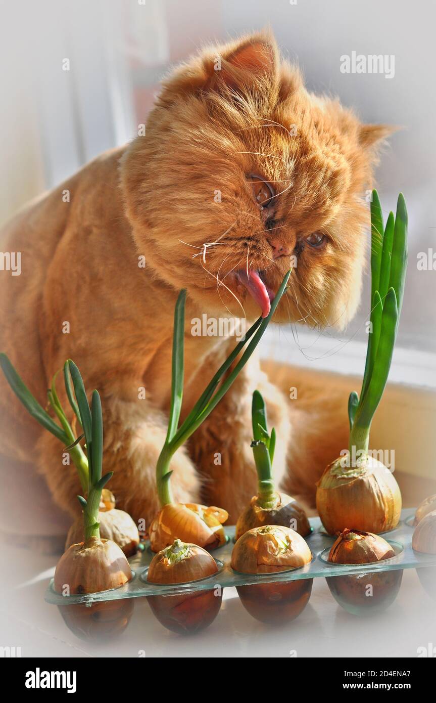 Garfield the cat comic hi-res stock photography and images - Alamy