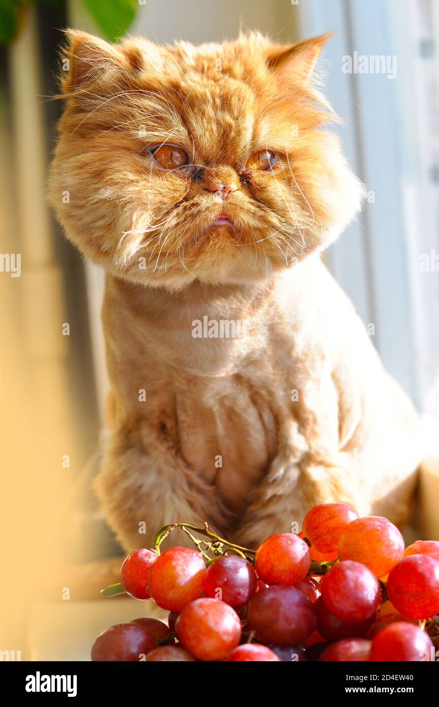 Red funny Cat eating red grapes on windowsill Stock Photo - Alamy Red funny Cat eating red grapes on windowsill Stock Photo - Alamy