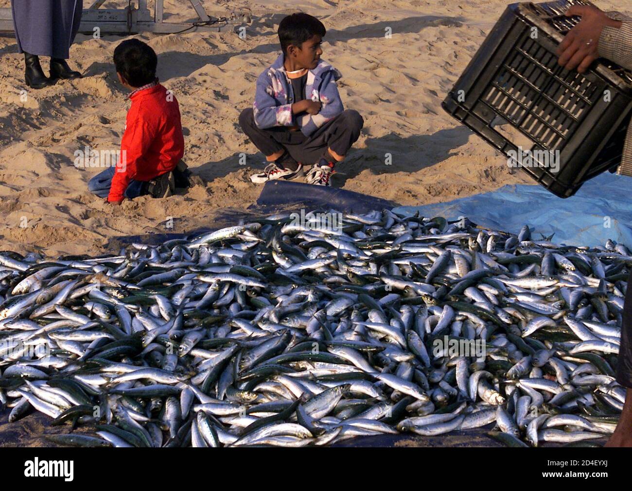 Sardines south africa beach hires stock photography and images Alamy
