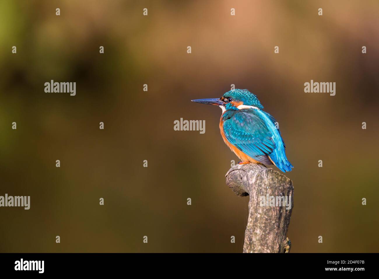 Side view close up of wild UK kingfisher bird (Alcedo atthis) isolated outdoors perching on post by side of river water. Copy space to left. Stock Photo