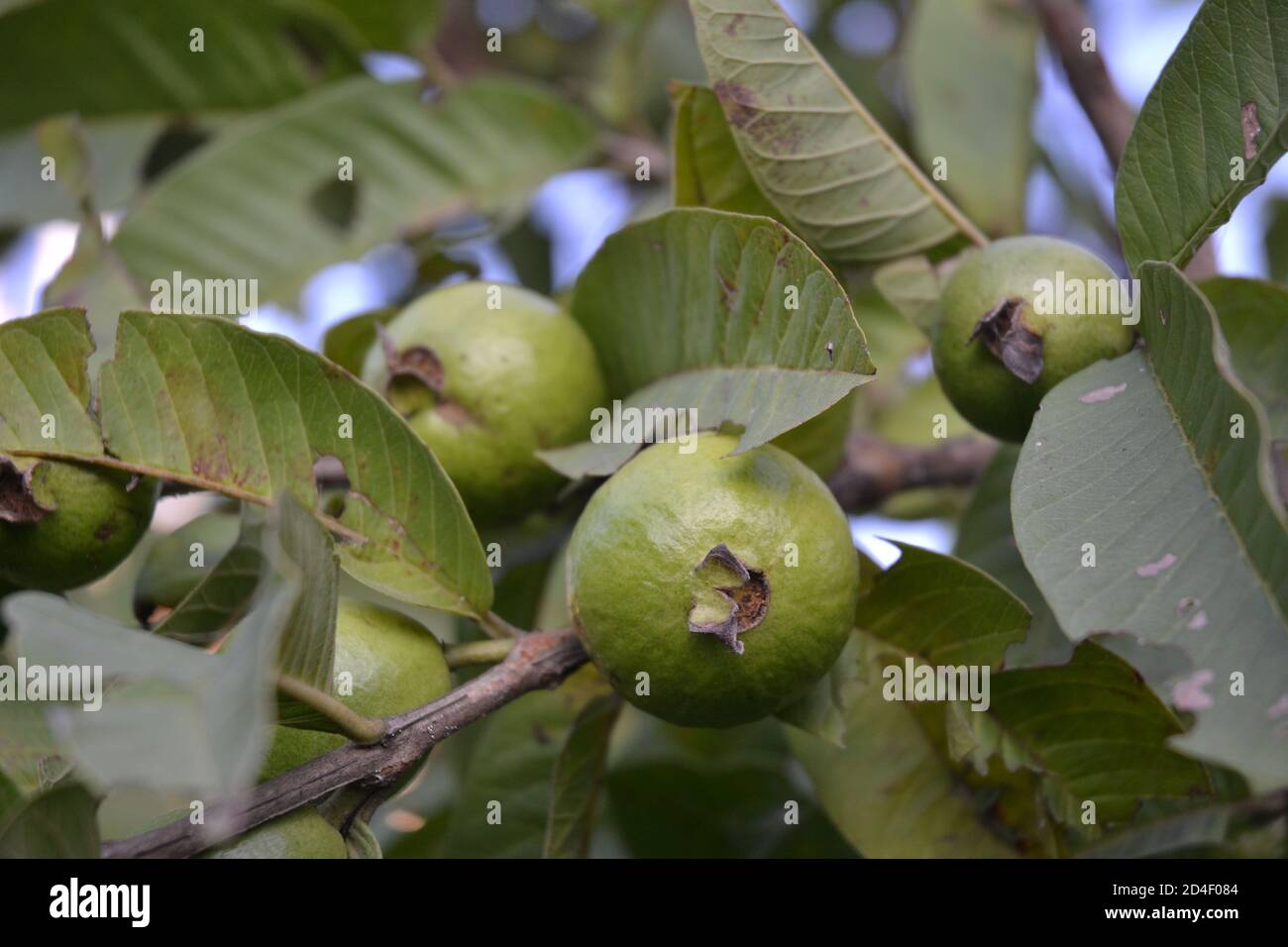 Greem guava fruits in the tree. Stock Photo