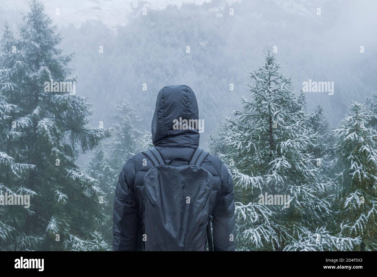 Rear view of person in down jacket and backpack standing in front of a snow covered fir tree forest. Stock Photo