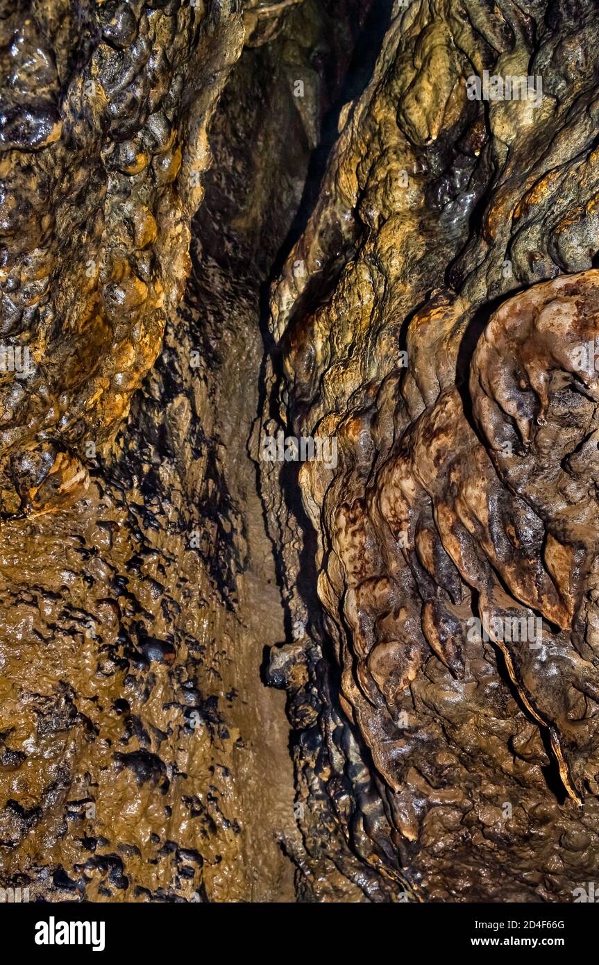 Fossils of brachiopods (Productus giganteus) overlain with flowstone in the walls and roof of Carlswark Cavern in Stoney Middleton, Derbyshire. Stock Photo