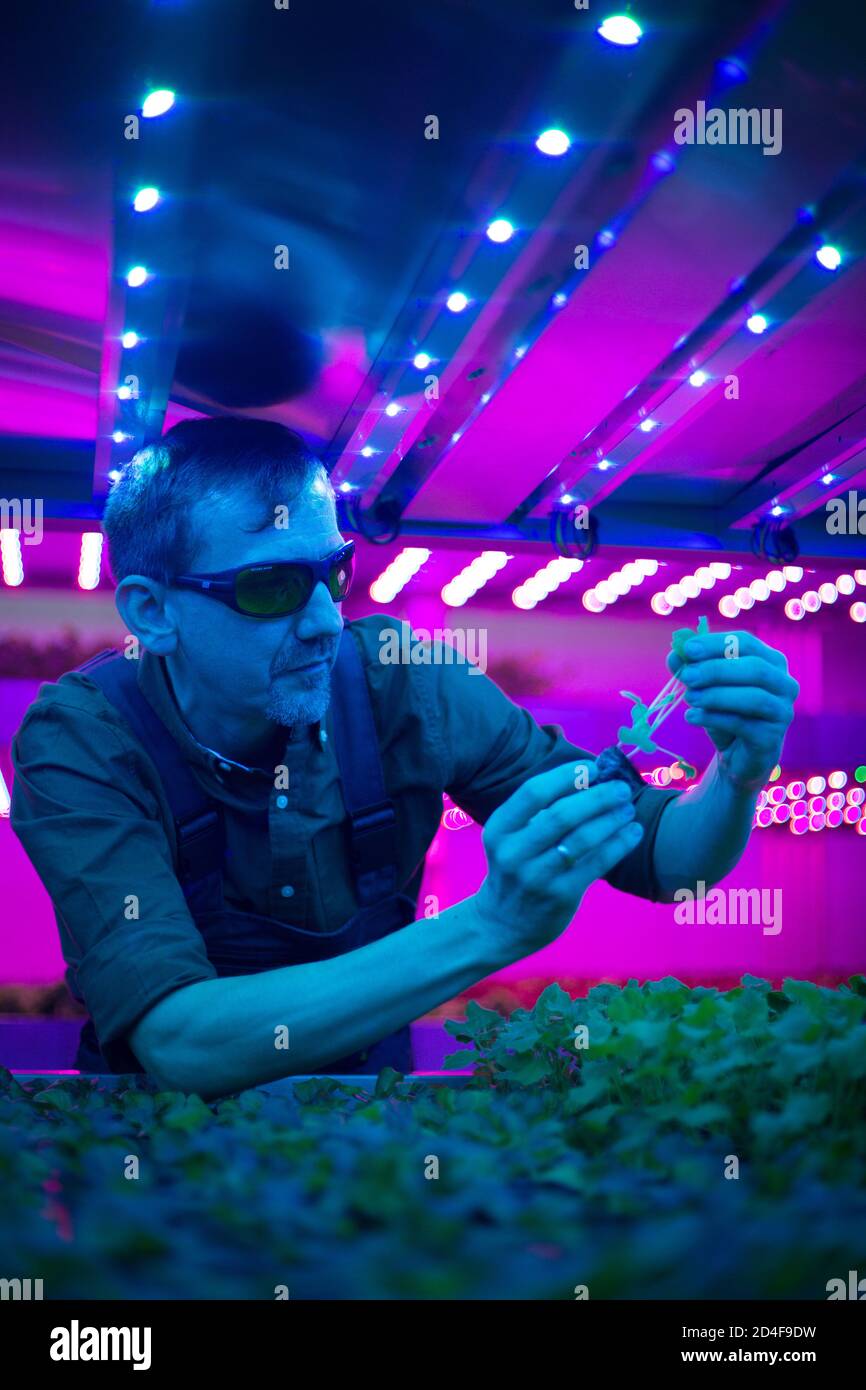 Csaba Hornyik, plant scientist, checking on his crops growing in the vertical farming warehouse at Intelligent Growth Solutions Ltd, based beside the James Hutton Institute, in Invergowrie, Scotland, on 20 July 2020. Stock Photo