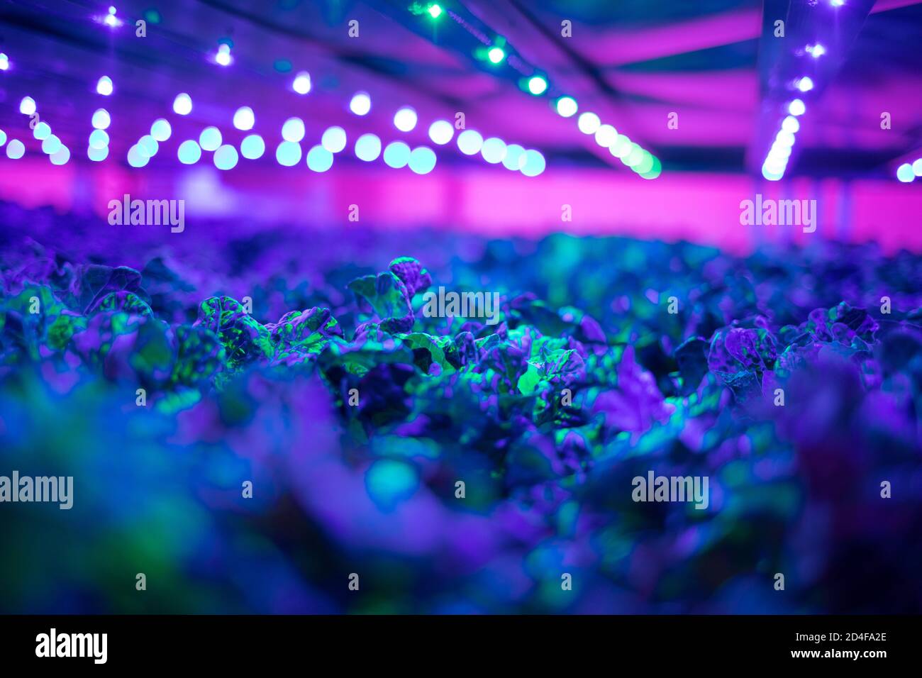 Vertical farming at Intelligent Growth Solutions Ltd, based beside the James Hutton Institute, in Invergowrie, Scotland, on 20 July 2020. Stock Photo
