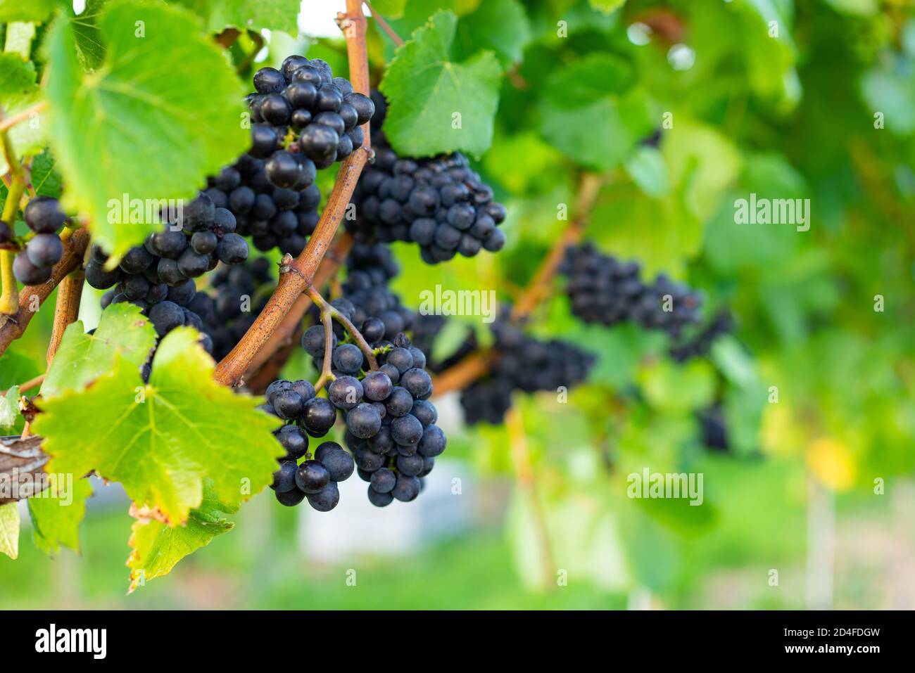 Grapes growing on the vine in a vineyard in West Sussex, England, UK