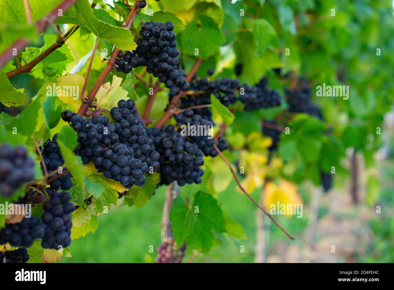 A vineyard is a plantation of grapebearing vines, grown mainly for winemaking, but also raisins