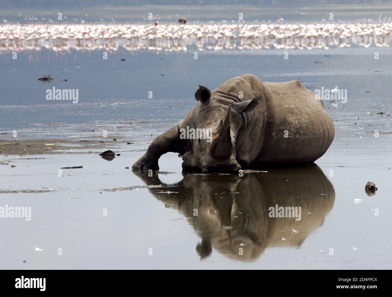 A square-lipped or white rhinoceros cools himself in the water of lake Nakuru, 120 km (74 miles) west of Kenya's capital Nairobi in this picture taken on January 8, 2005. A new wave of poaching activities in key wildlife habitats in Kenya has killed several Elephants and Rhinos, the country's wildlife agency Kenya Wildlife Services (KWS) said. Even though Kenya has declared its elephants and rhinos endangered species and banned any trade on them or their products, the animals remain highly vulnerable to poaching, despite efforts by KWS to safeguard them. Kenya lost 15 of its 450 rhinos to poac Stock Photo