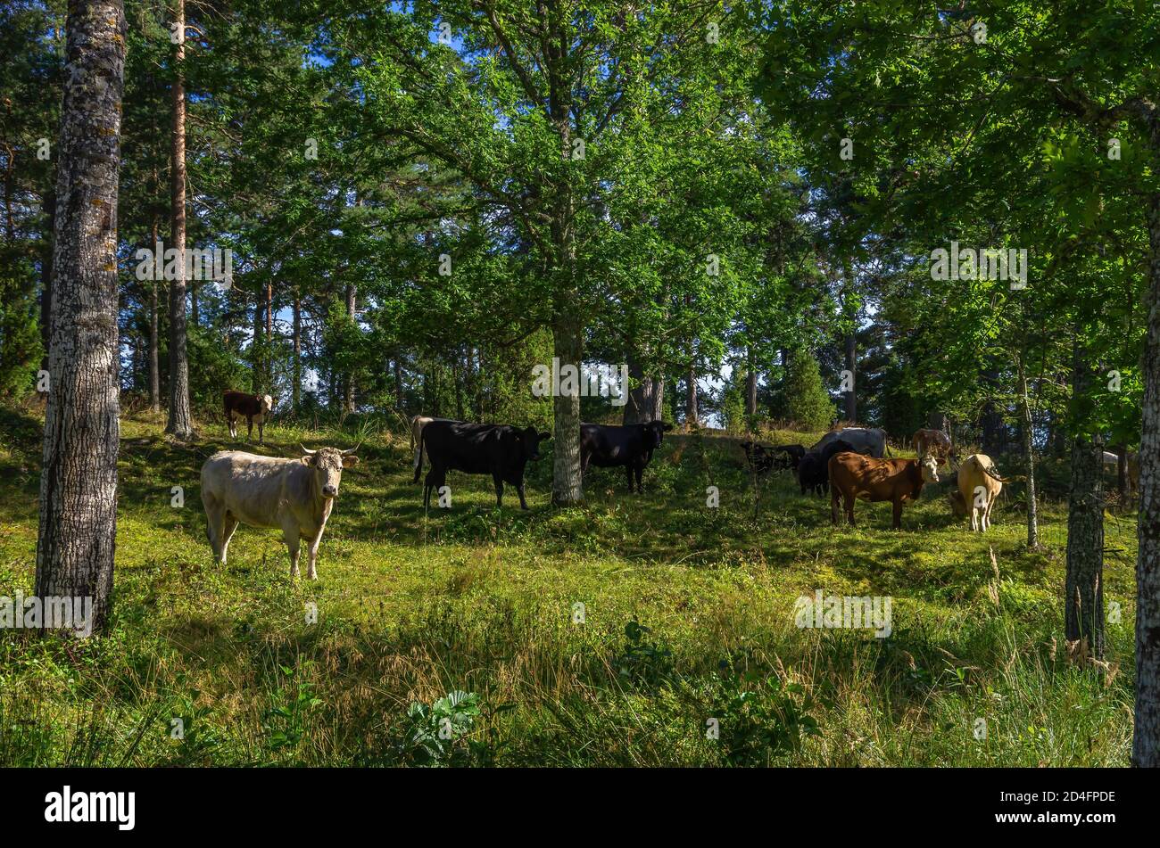Concept of agroforestry and silvopasture, exemplified by grazing cattle in a grove outside Läckö Castle at Lake Vänern, West Gothland, Sweden. Stock Photo