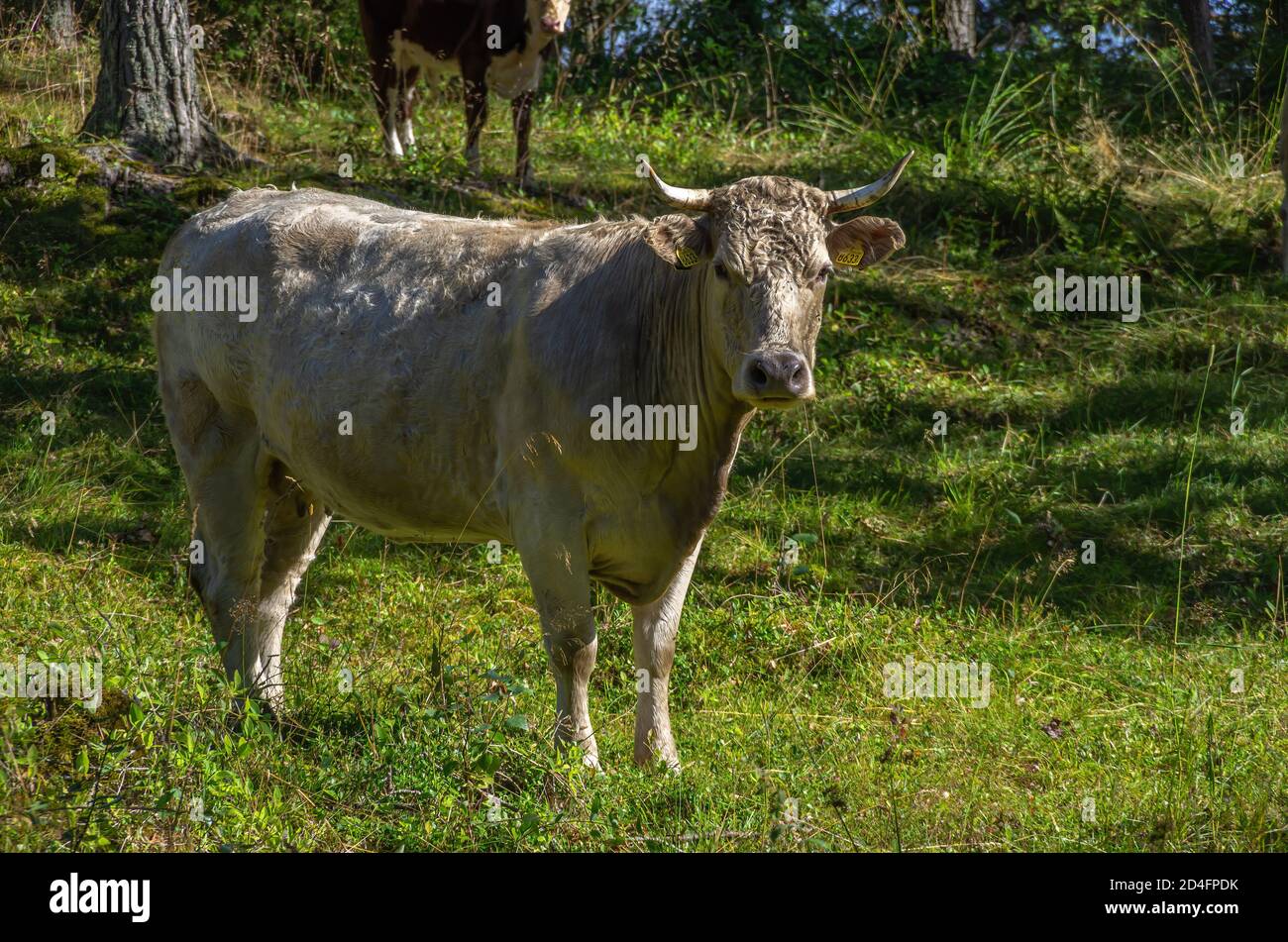 Concept of agroforestry and silvopasture, exemplified by grazing cattle in a grove outside Läckö Castle at Lake Vänern, West Gothland, Sweden. Stock Photo
