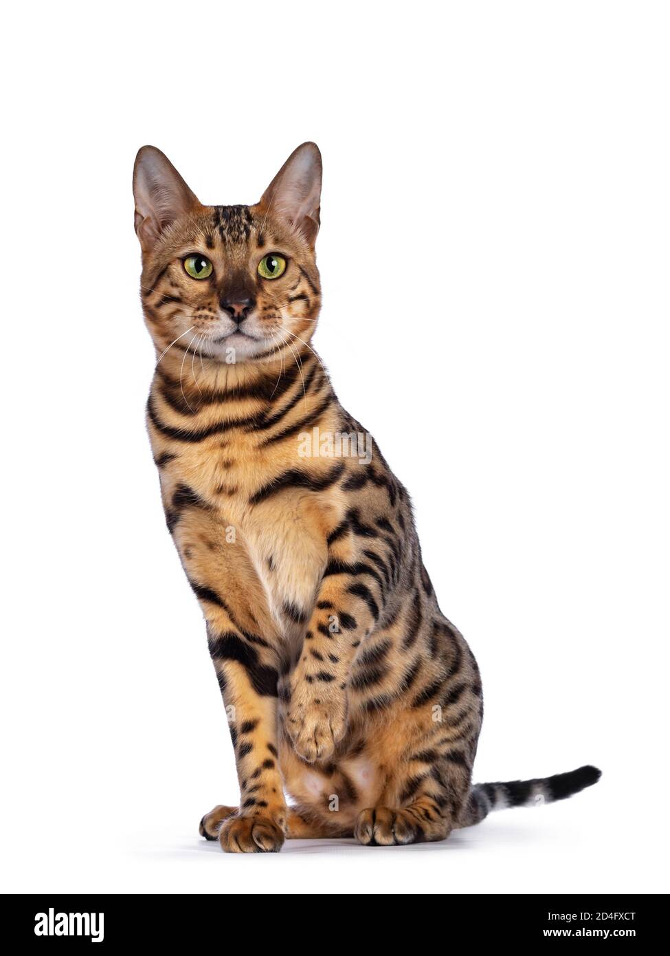 Handsome shiny male bengal cat hi-res stock photography and images - Alamy