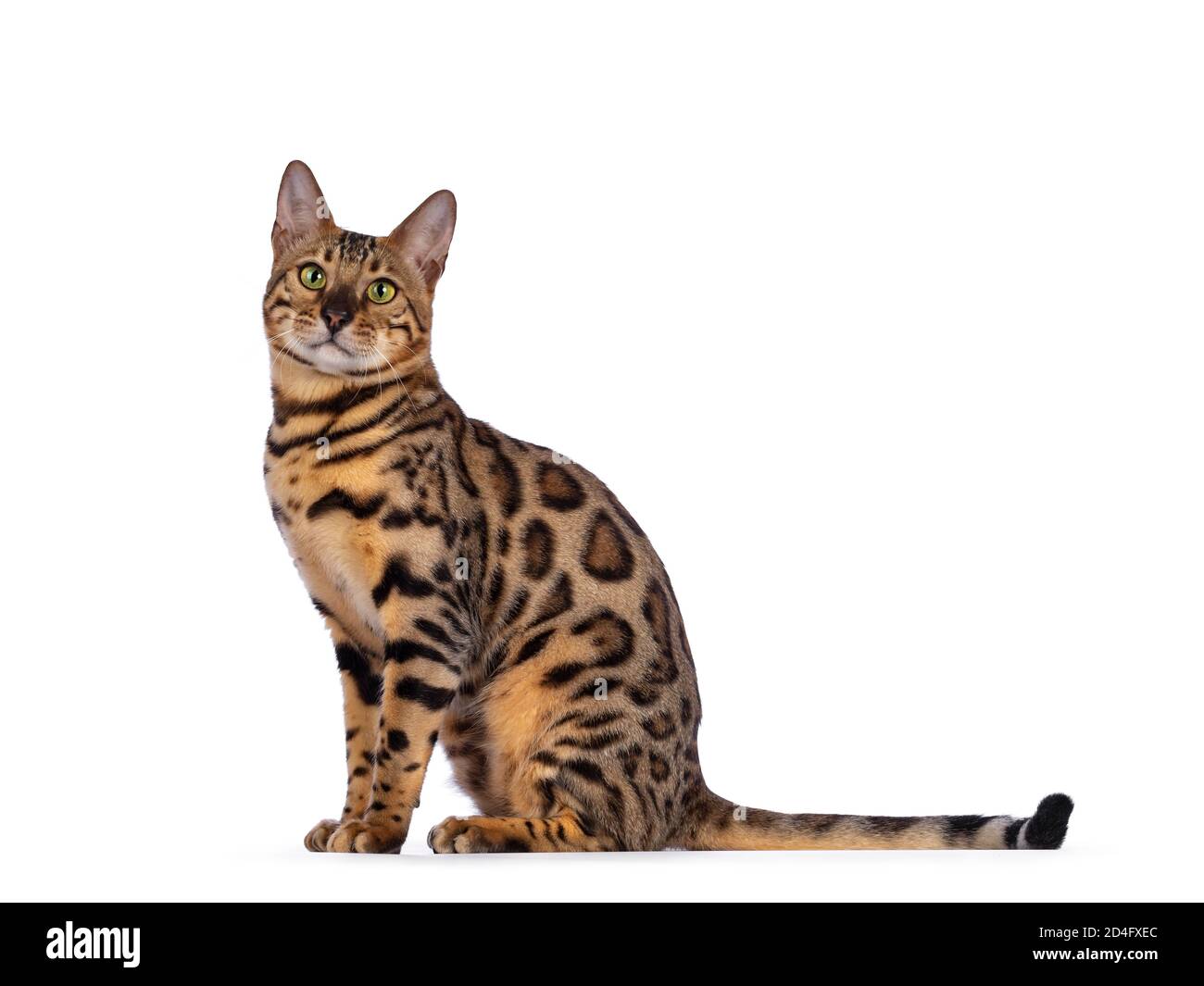 Handsome shiny male bengal cat hi-res stock photography and images - Alamy
