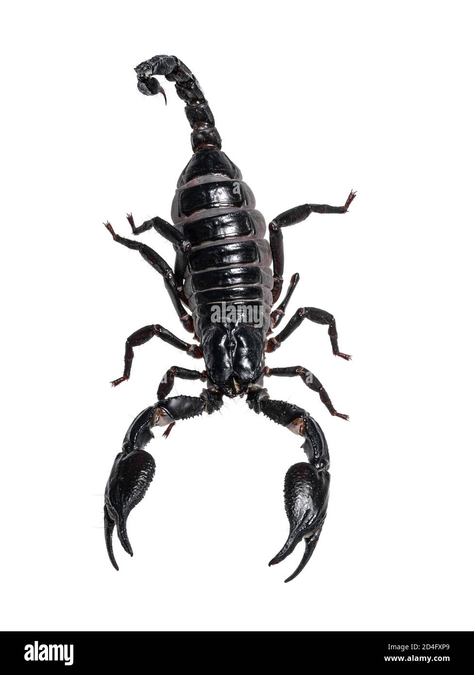 Top view of Asian Forest Scorpion aka Heterometrus Petersii. Isolated on white background. Stock Photo
