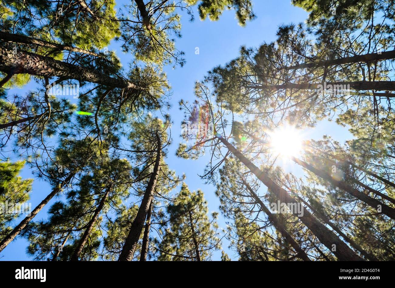 Very High Pine Wood Forest Stock Photo - Alamy