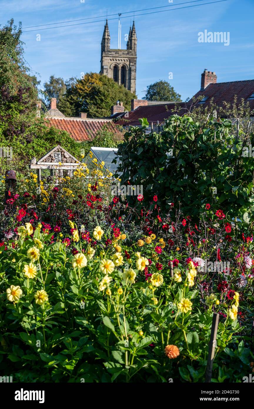 A blaze of colour from a mix of Dahlia's in a garden. Behind is the tower of Helmsley Parish, Diocese of York in the small market town of Helmsley on Stock Photo