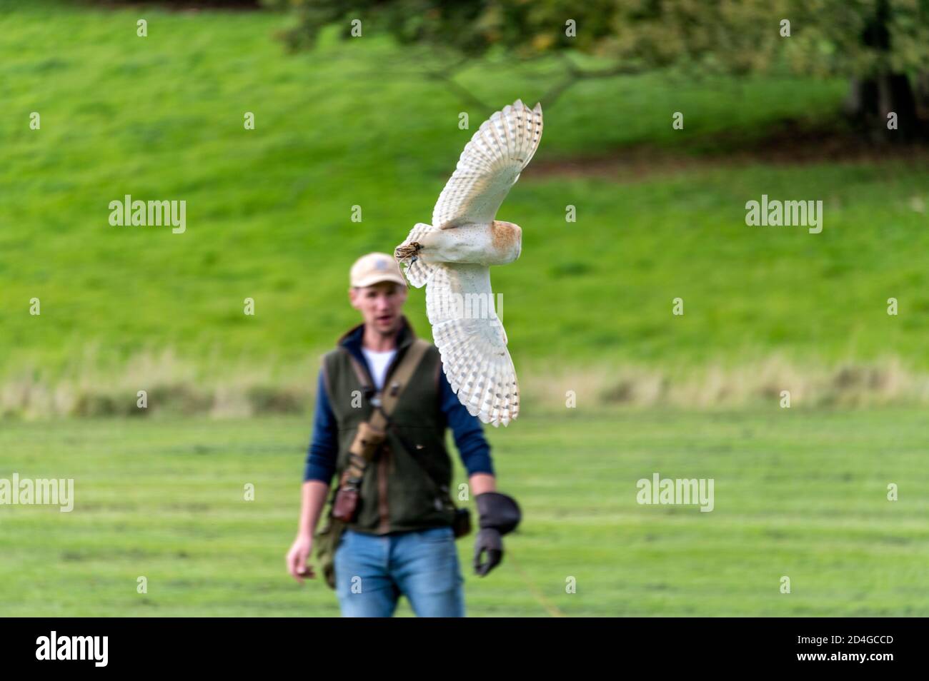 A falconer with a barn owl giving a ‘Birds of Prey’ display at National