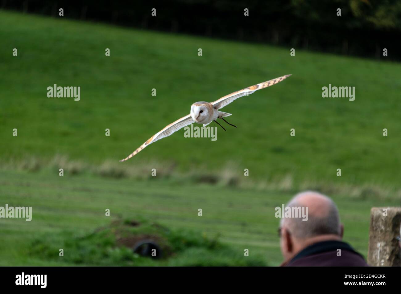 National Centre for Birds of Prey