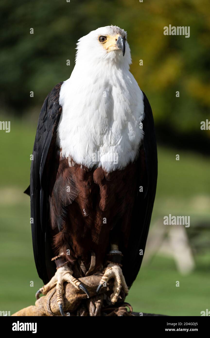 Fenton Bird of Prey Centre stock photo. Image of northumberland - 2529028