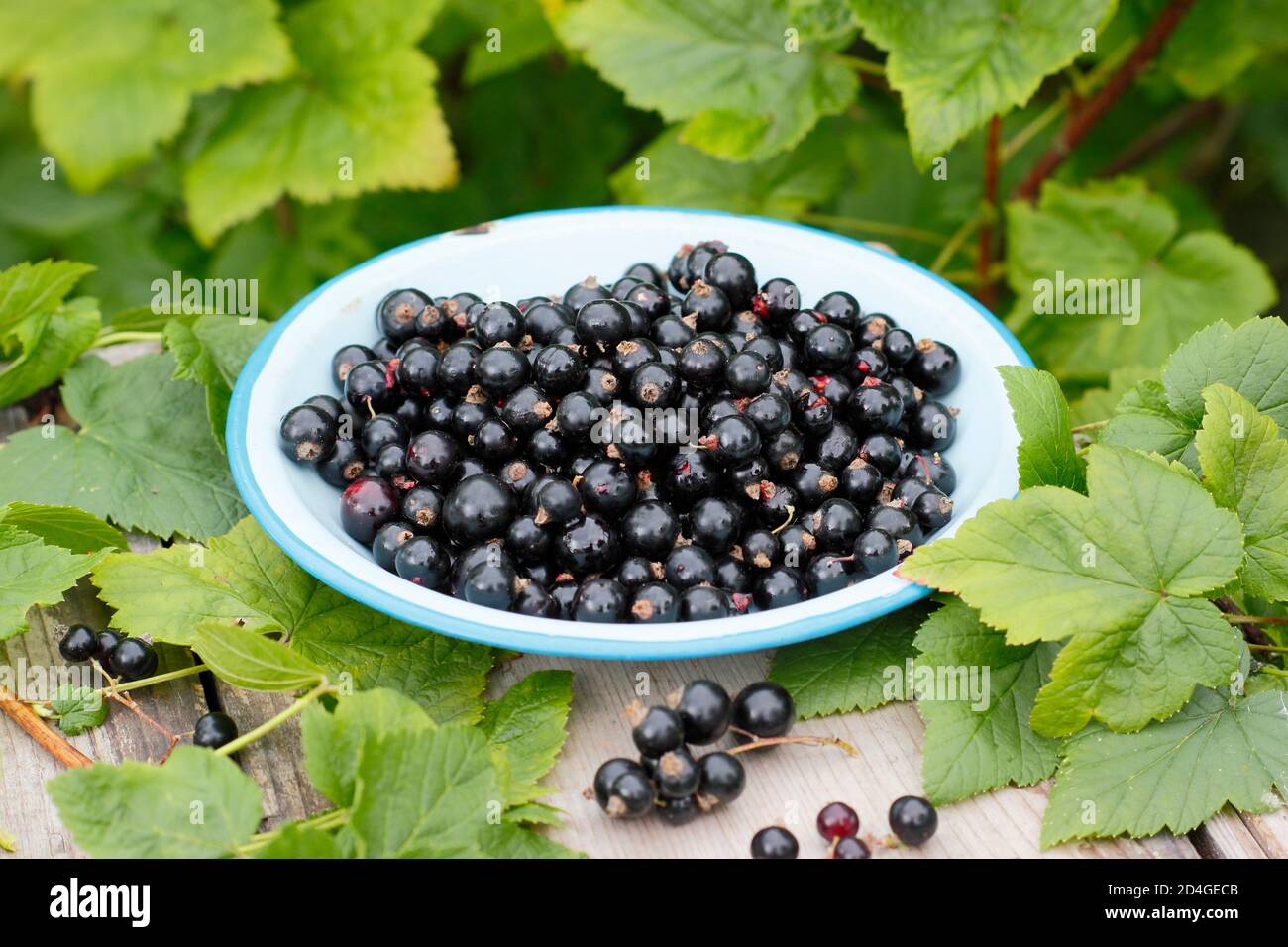 Ribes nigrum. Freshly picked homegrown blackcurrants on a garden table. UK Stock Photo