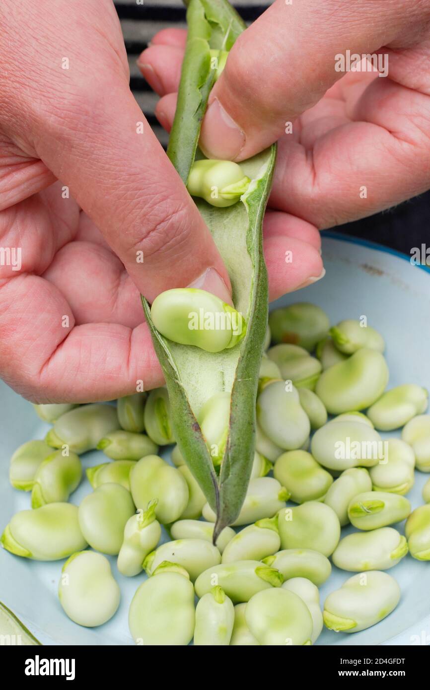 Vicia faba 'Bunyard's Exhibition'. Shelling freshly picked homegrown broad beans in a domestic veg plot. UK Stock Photo