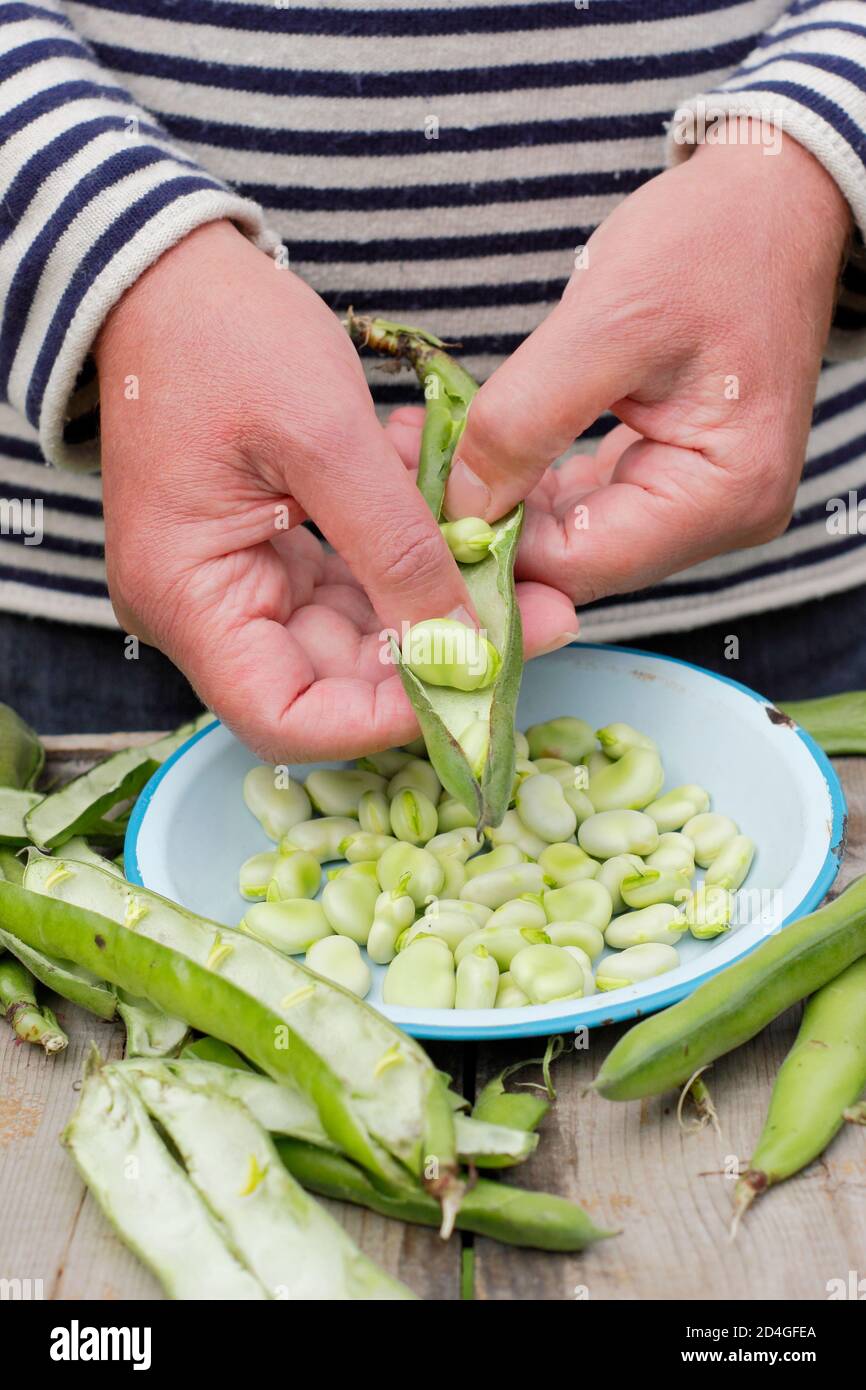 Vicia faba 'Bunyard's Exhibition'. Shelling freshly picked homegrown broad beans in a domestic veg plot. UK Stock Photo