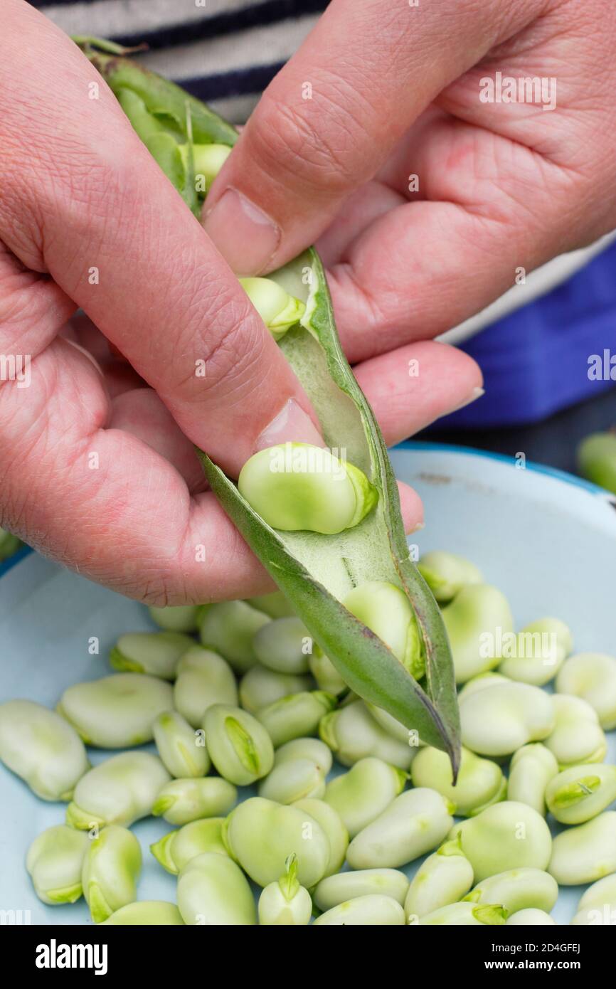 Vicia faba. Shelling freshly picked homegrown broad beans in a domestic veg plot. UK Stock Photo