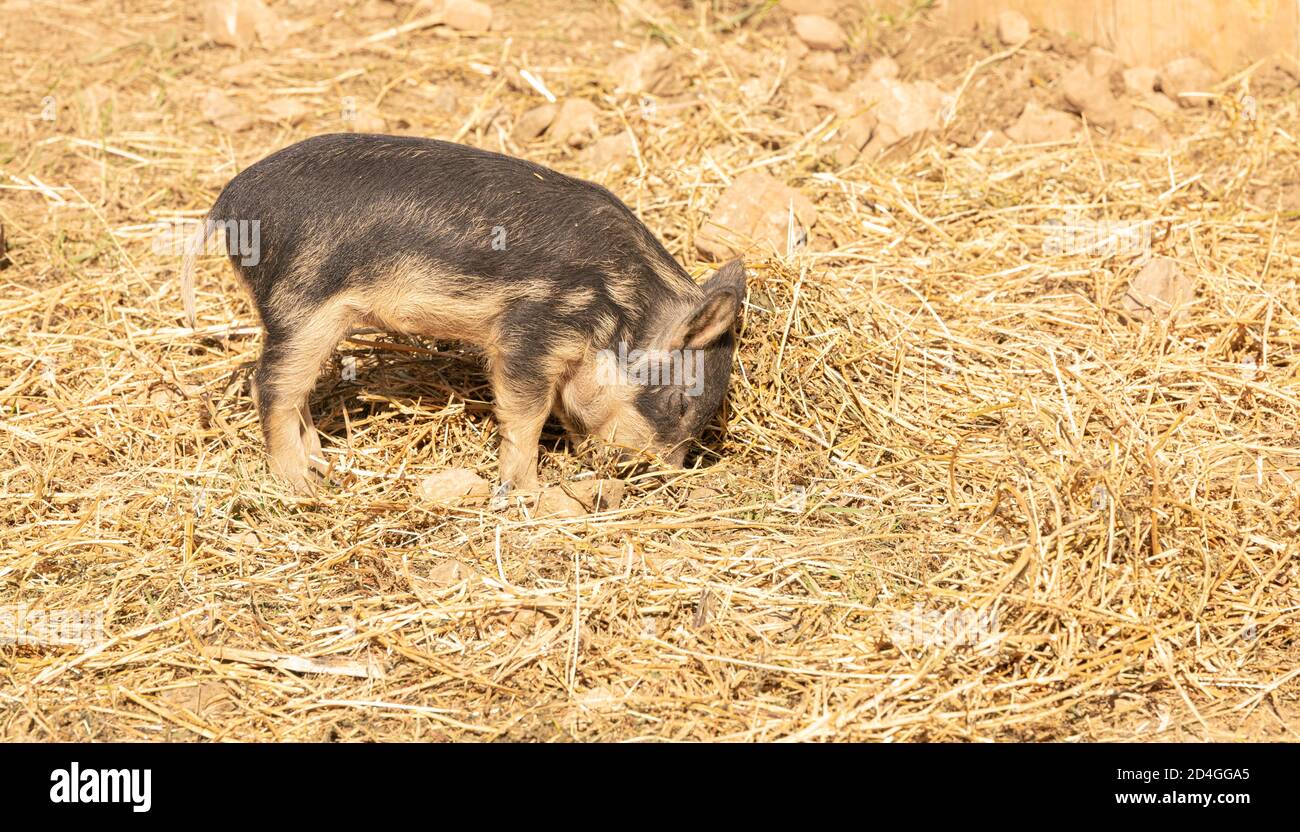 Woolly pigs hires stock photography and images Alamy