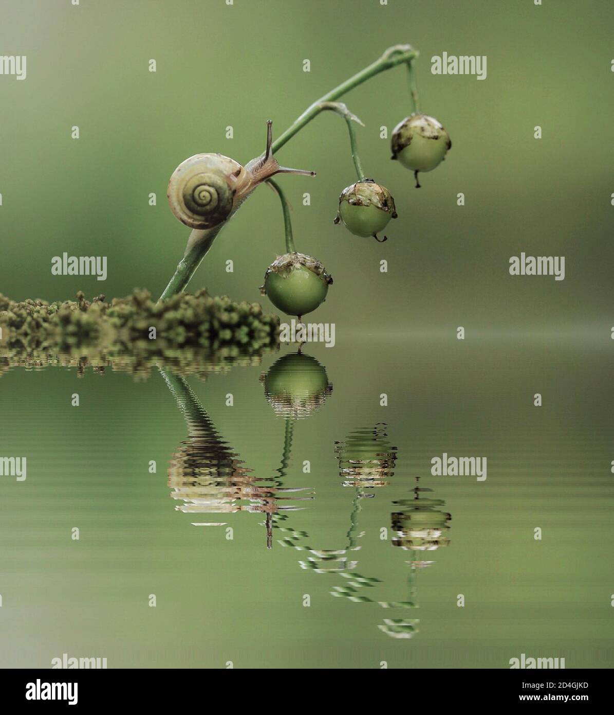 Close up Snail on lily fruits, water reflection Stock Photo Alamy