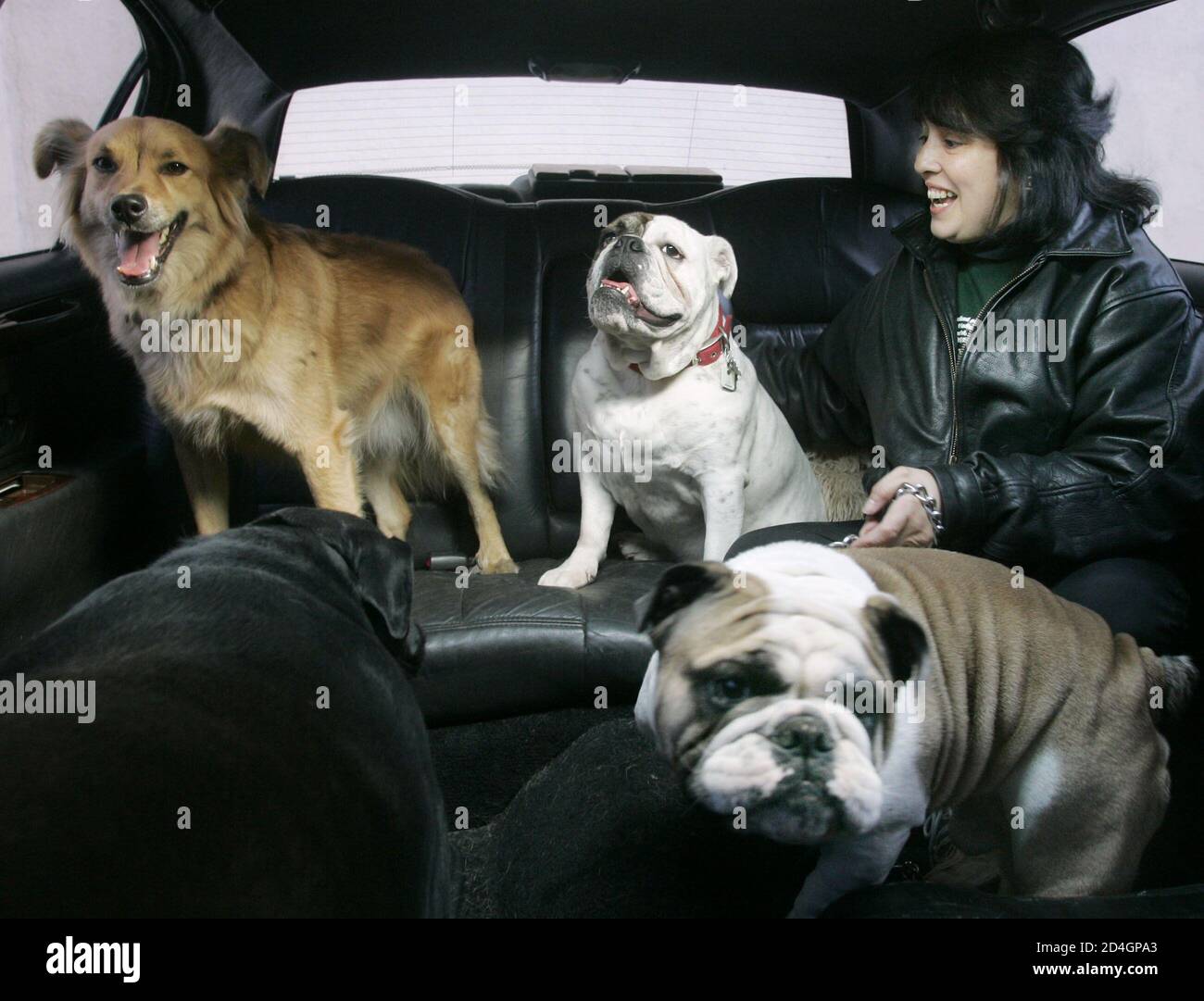 swinton dog day care