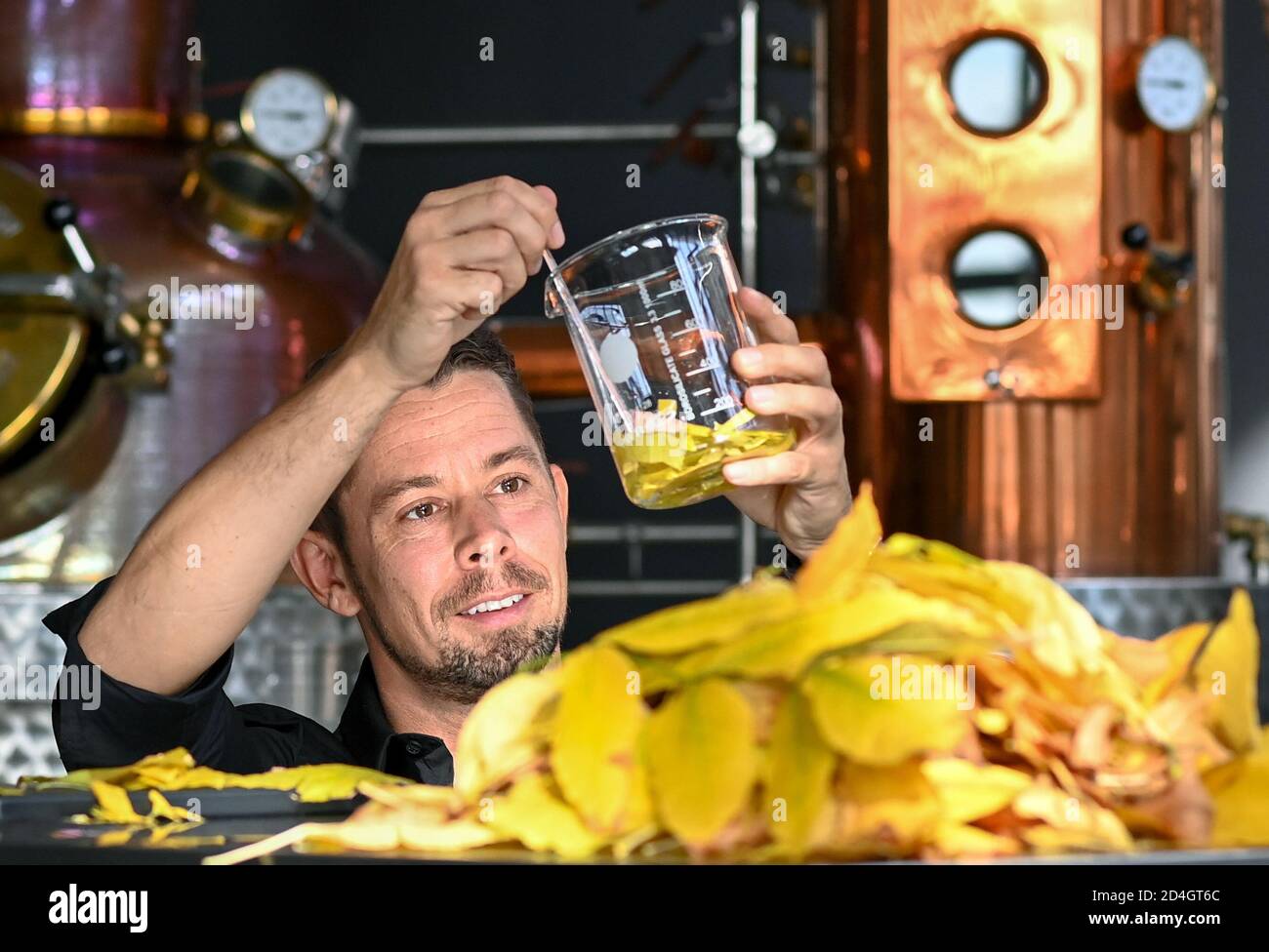 08 October 2020, Berlin: Tim Müller, owner of DSM Deutsche Spirituosen Manufaktur GmbH, prepares freshly collected autumn leaves for processing for the 'Herbstlaub' variety. It is distilled without dry, brown leaves and the tree species is a company secret. Since 2017, the premium distillery has been producing 110 different types of brandies, spirits, liqueurs, gin and vodka, some with completely new recipes 'Made in Berlin'. The distillery consistently refrains from adding flavours and colourings and produces in small batches. The selected ingredients are organic quality wherever possible. Sa Stock Photo