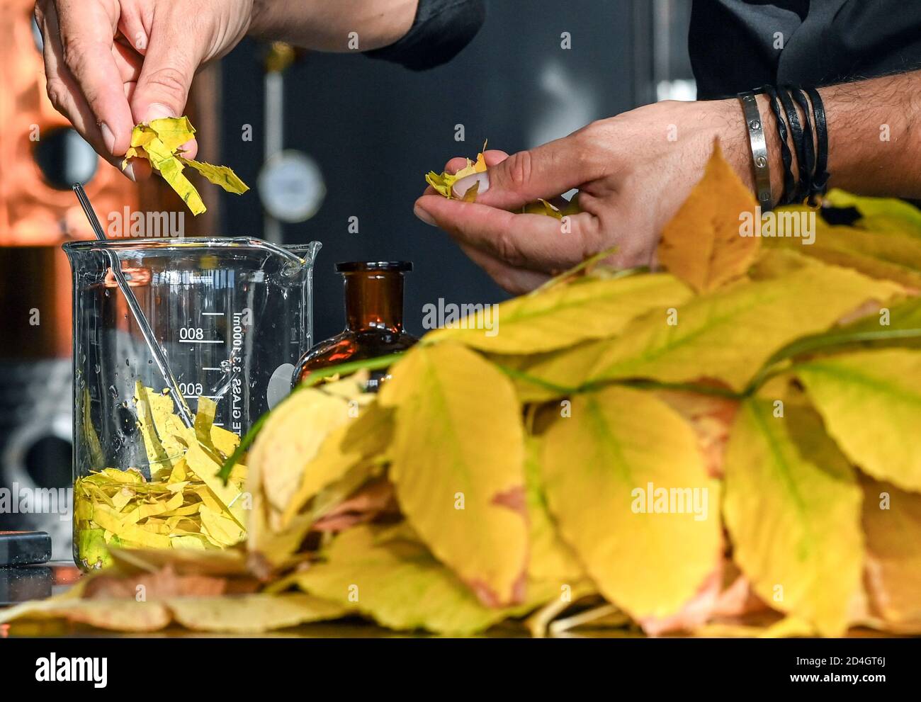 08 October 2020, Berlin: Tim Müller, owner of DSM Deutsche Spirituosen Manufaktur GmbH, prepares freshly collected autumn leaves for processing for the 'Herbstlaub' variety. It is distilled without dry, brown leaves and the tree species is a company secret. Since 2017, the premium distillery has been producing 110 different types of brandies, spirits, liqueurs, gin and vodka, some with completely new recipes 'Made in Berlin'. The distillery consistently refrains from adding flavours and colourings and produces in small batches. The selected ingredients are organic quality wherever possible. Sa Stock Photo