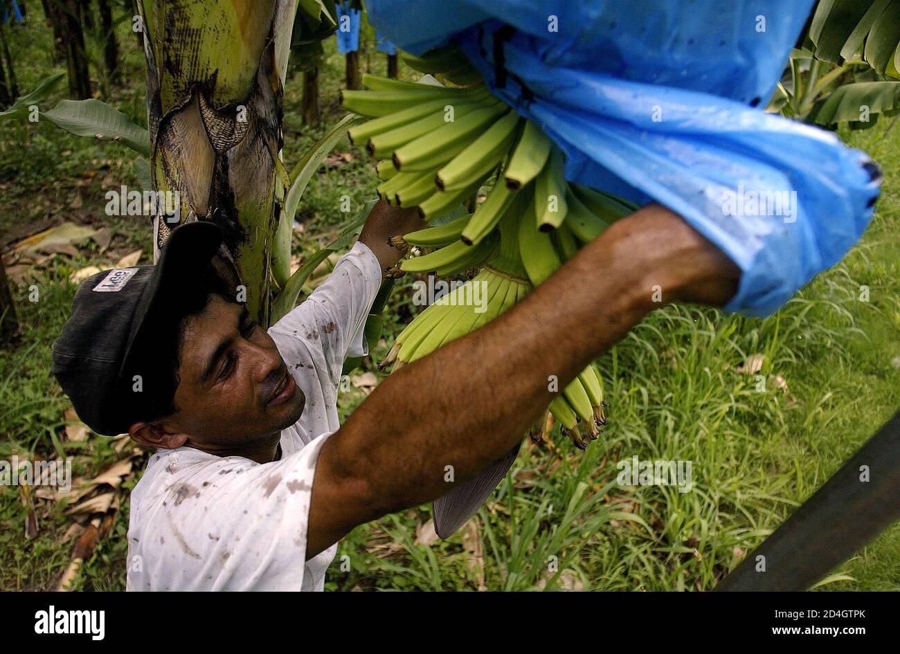 Honduras bananas hires stock photography and images Alamy