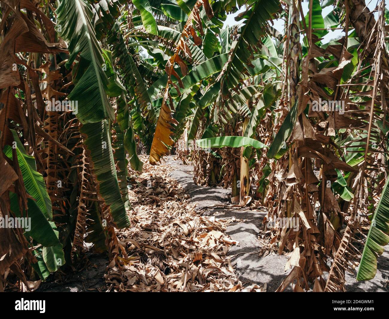 banana plantation The Gambia Stock Photo Alamy