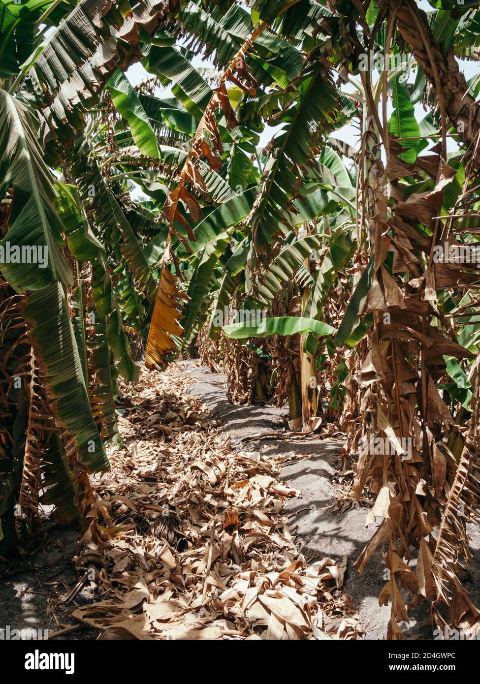 banana plantation The Gambia Stock Photo Alamy