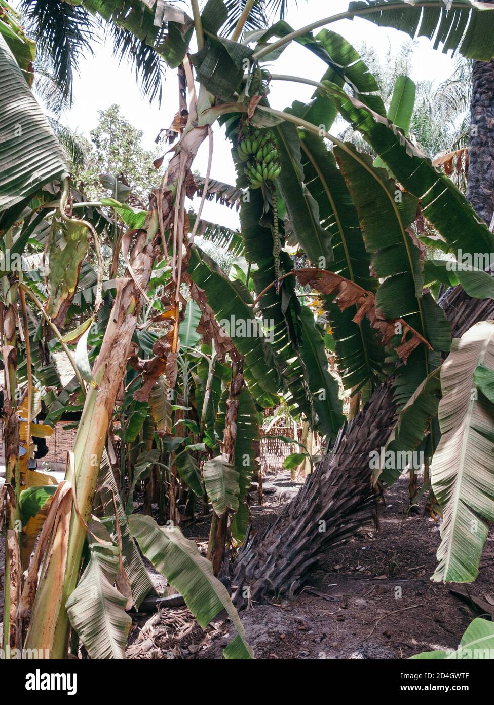 banana plantation The Gambia Stock Photo Alamy