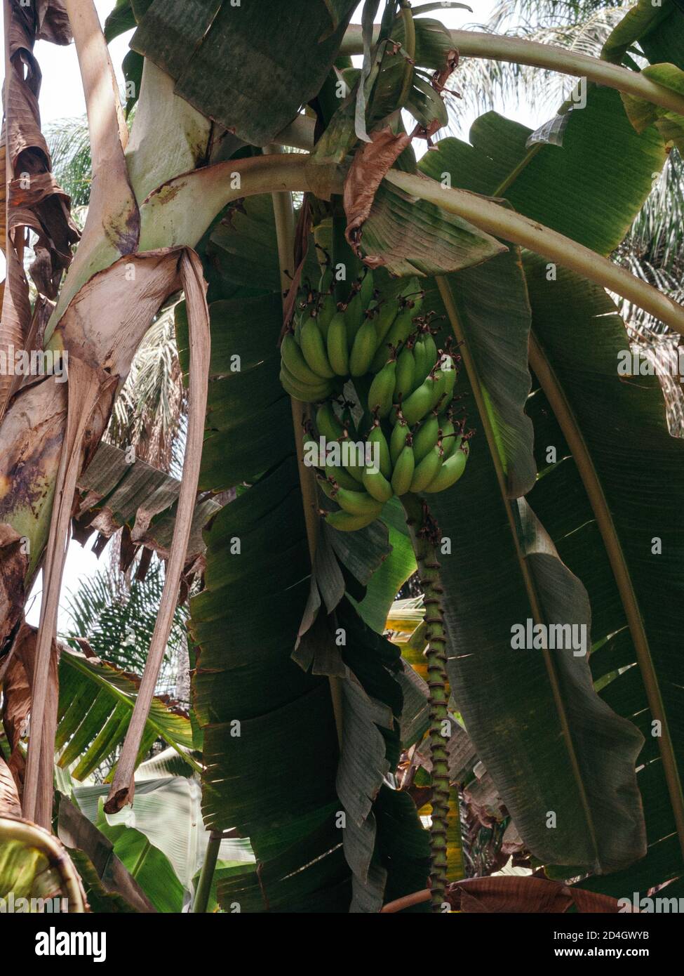 banana plantation The Gambia Stock Photo Alamy