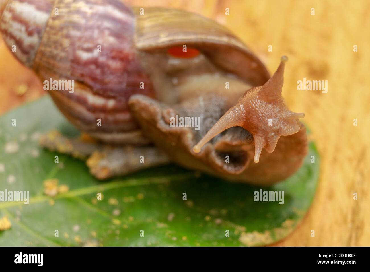 Giant African Land Snail - Achatina fulica large land snail in Achatinidae, similar to Achatina achatina and Archachatina marginata, pest issues, inva Stock Photo
