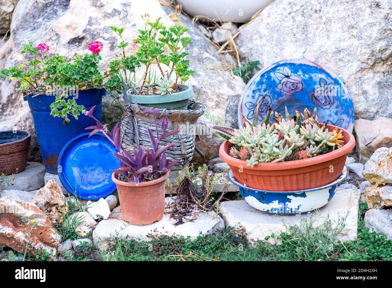 Reused planter ideas. Second-hand blue bucket, dish, retro basin and old  straw baskets turn into garden flower pots Stock Photo - Alamy