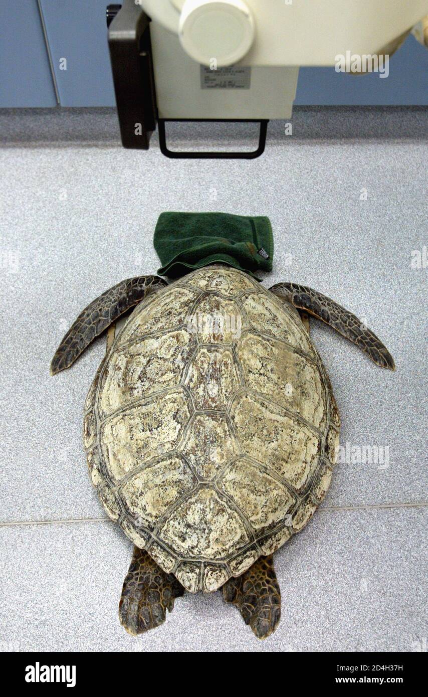 A 30 kilogram (66 pound) Green Turtle having an x-ray at Sydney's Taronga Zoo April 30, 2003. The turtle was brought into the zoo's clinic by rangers who noticed the animal was A 30 kilogram (66 pound) Green Turtle having an x-ray at Sydney's Taronga Zoo April 30, 2003. The turtle was brought into the zoo's clinic by rangers who noticed the animal was