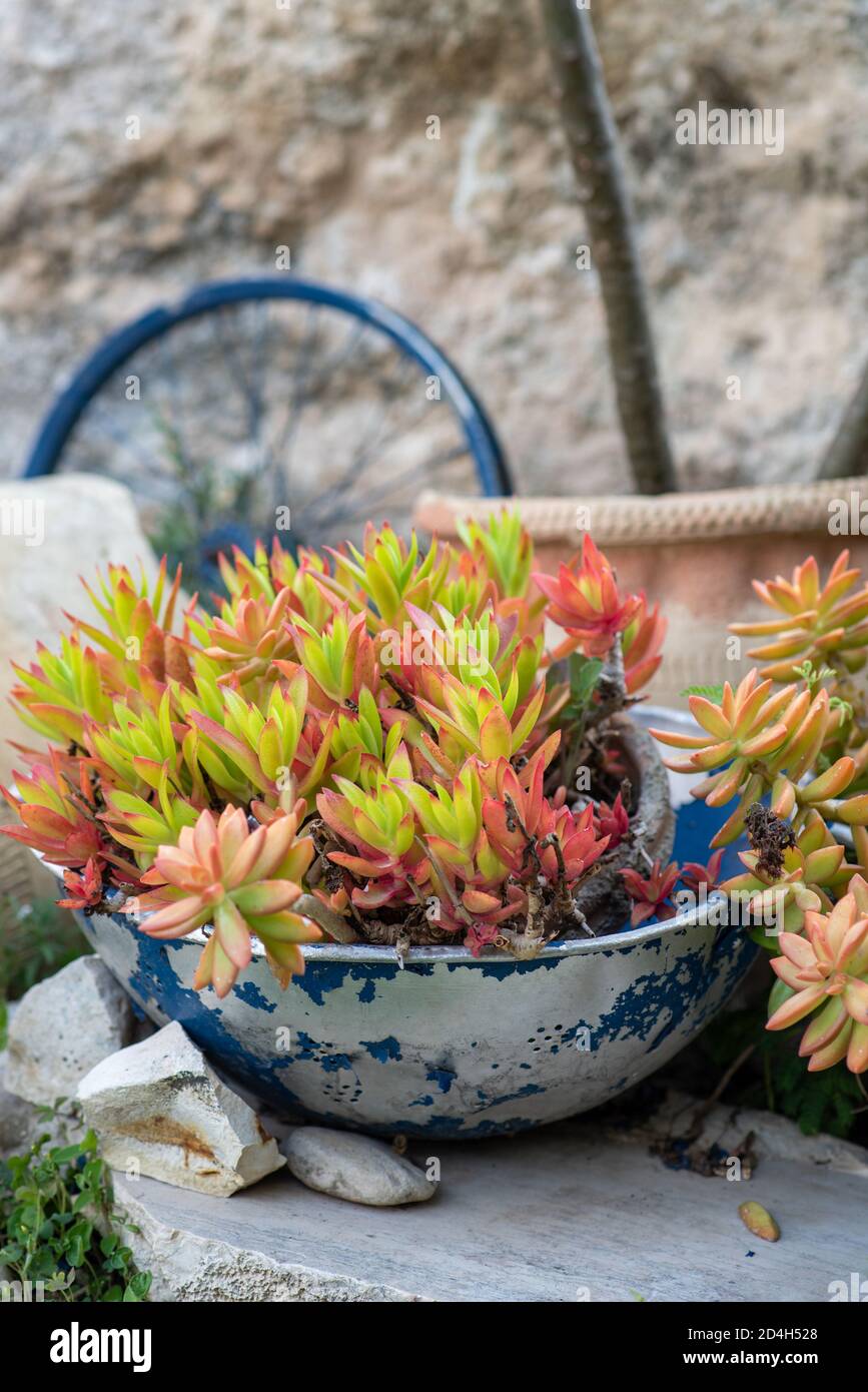 Old metal colander with a beautiful succulent plant. DIY garden flower pot. Cozy outdoor space. Recycled garden design and low-waste lifestyle. Stock Photo
