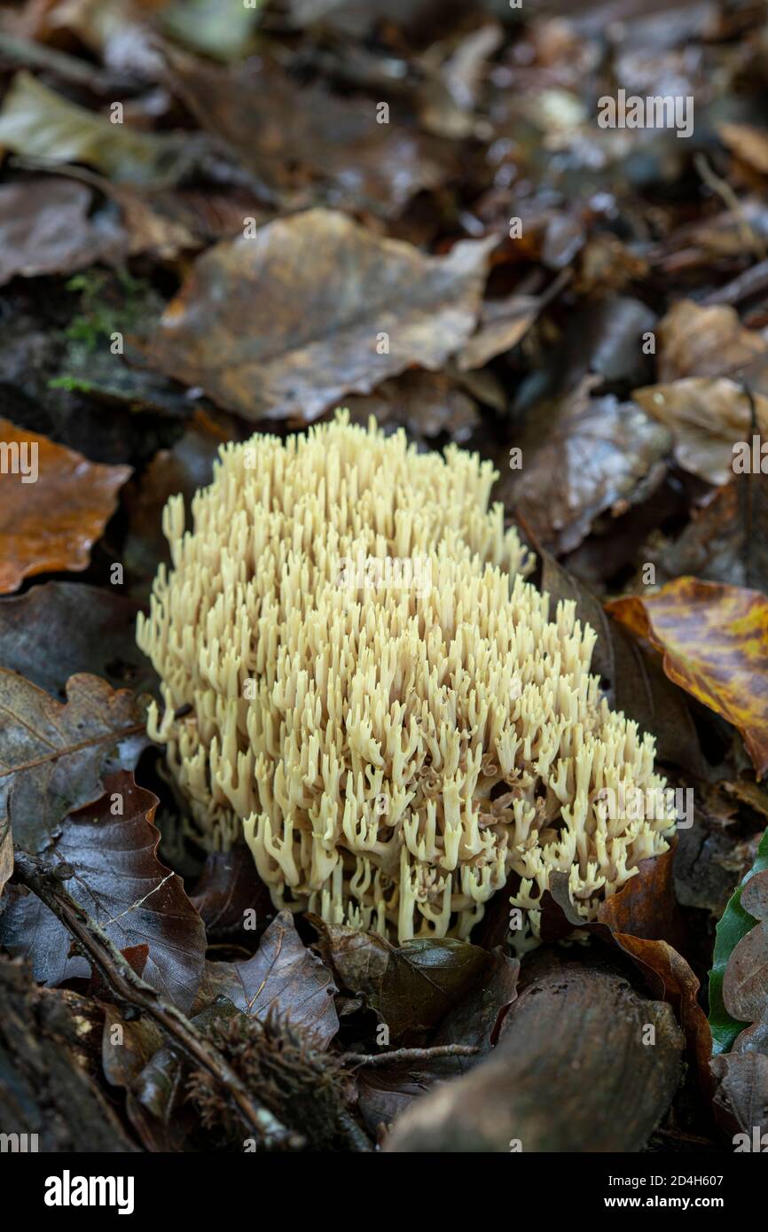 Upright Coral Fungus: Ramaria stricta. Sussex, UK Stock Photo